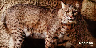 Gato Montes Puebla