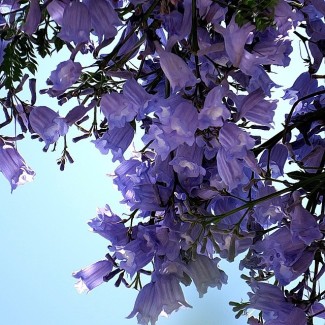 Jacaranda 