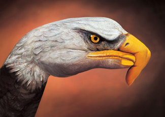 bald-eagle-on-brown