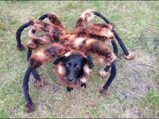 el-perro-araña-mutante-disfraz-broma-susto