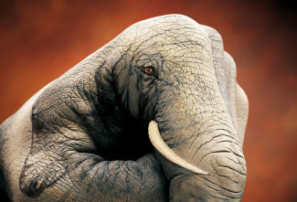 elephant-on-brown