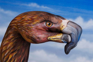 european-eagle-on-sky