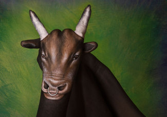 guidodaniele-bull