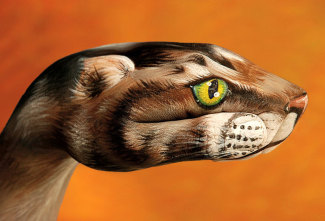 guidodaniele-cat-on-orange