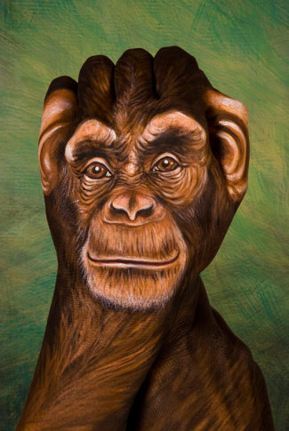 guidodaniele-chimpanzee