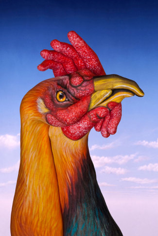 guidodaniele-cock