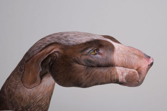 guidodaniele-dog-hound-on-gray