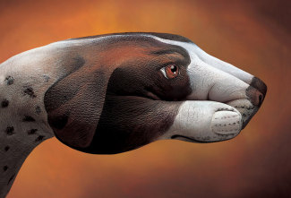 guidodaniele-dog-pointer