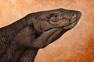 guidodaniele-komodo-dragon