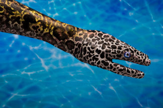 guidodaniele-leopard-muray