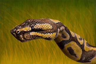 guidodaniele-python