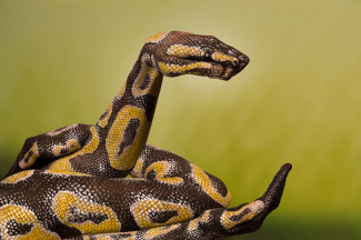 guidodaniele-python-royal