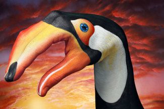 guidodaniele-toucan-on-sky