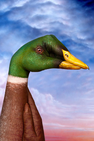 guidodaniele-wild-duck