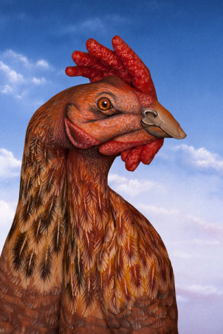 guidodanielechicken