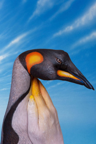 guidodanielepenguin