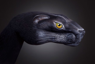 panther
