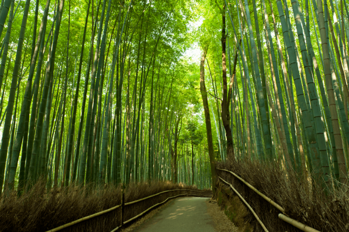 Arashiyama en Kyoto, Japón-2