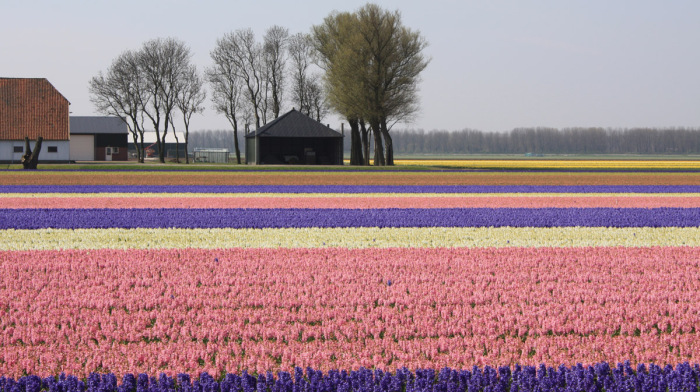 Las praderas de tulipanes en Holanda-2