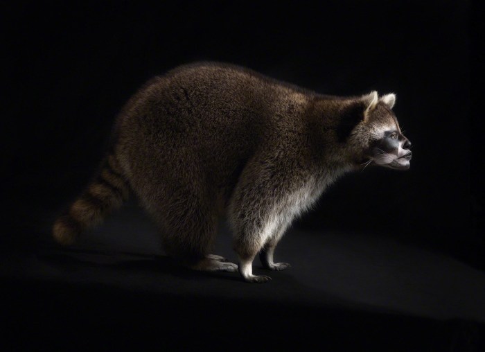 Ani-Human Racoon