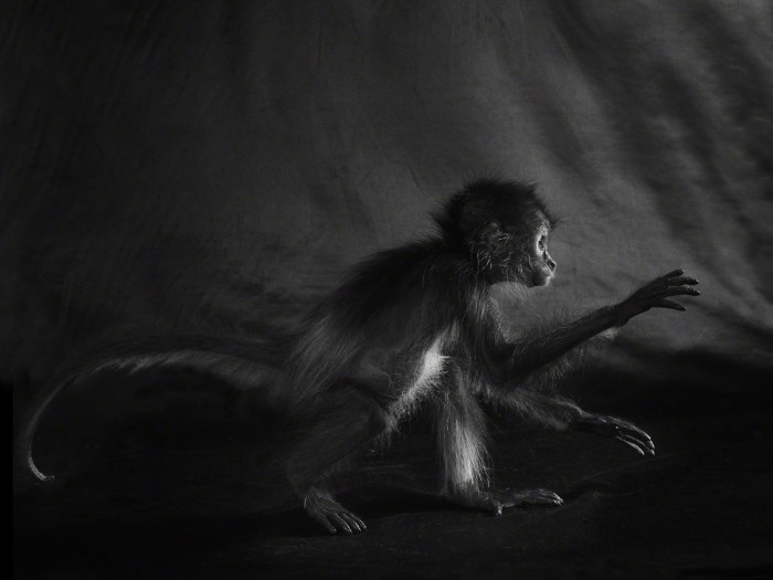 Black handed spider monkey
