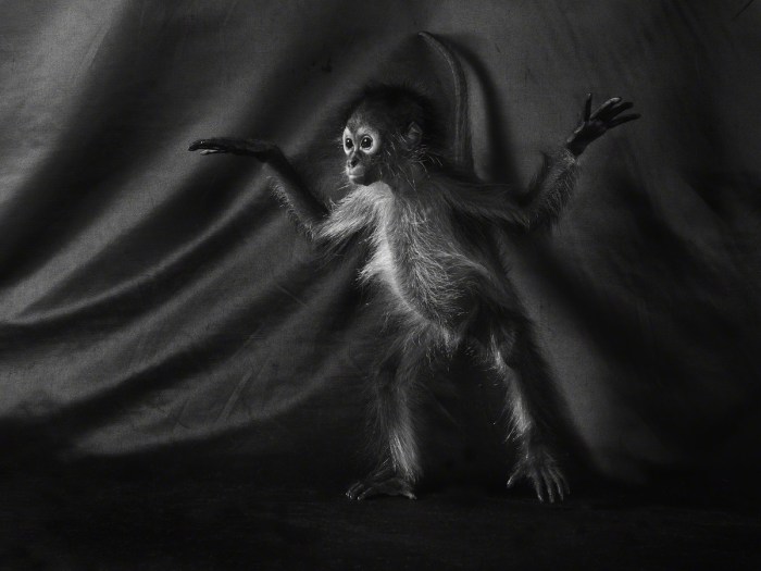 Black handed spider monkey