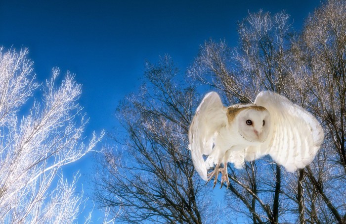 hoot hoot owl flying through the trees