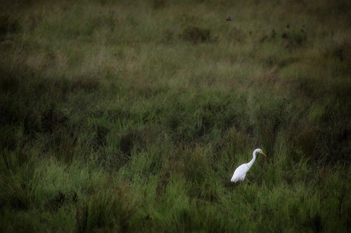 Egret in Savannah