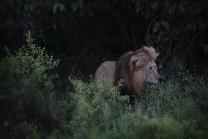 lion in natural habitat