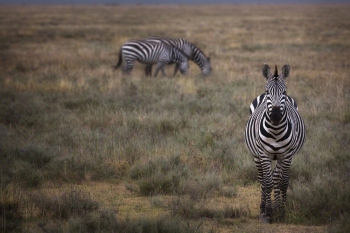 Zebras in Serengeti, Africa