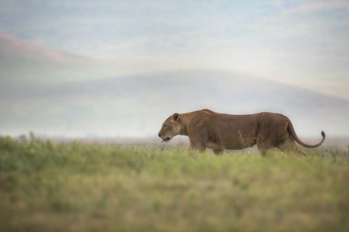 lioness walking across savannah