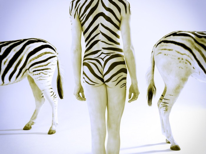 zebra study 929