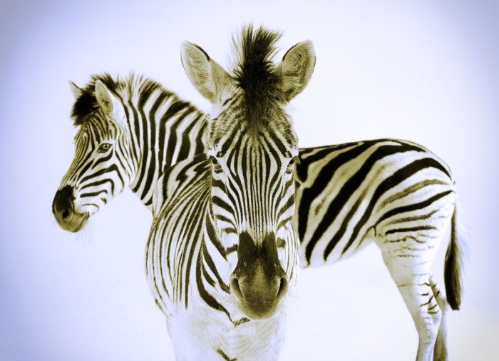 zebra study 160