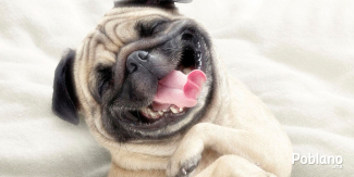 funny-dogs-perros-chistosos-youtube-compilacion-reir-videos
