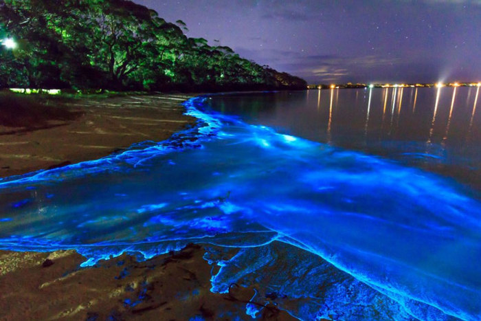 mar de estrellas en la isla Vaadhoo, Maldivas-2