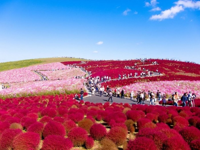 parque Hitachi en Hitachinaka, Ibaraki, Japón.