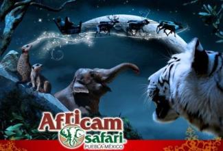 SafariNocturno