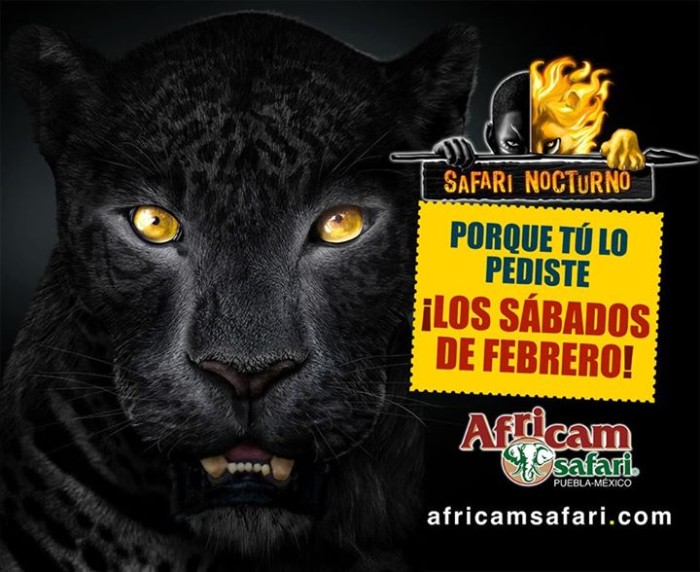 africam-safari-nocturno-febrero-2015