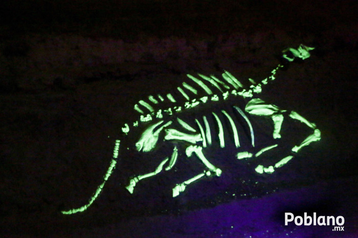 africam-safari-nocturno-puebla-3 copy