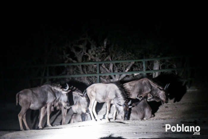 africam-safari-nocturno-puebla-5 copy