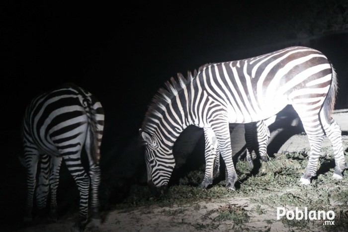 africam-safari-nocturno-puebla-6 copy