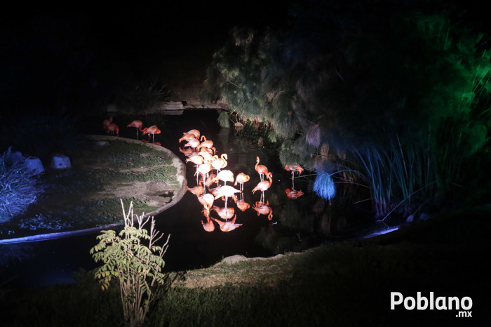 africam-safari-nocturno-puebla-8 copy
