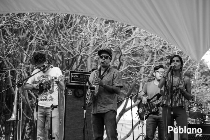 guacamaya-festival-del-buen-cotorreo (20)